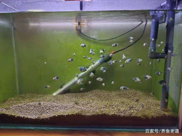 最新卷养鱼，顺应变化汲取力量，开启励志人生新篇章