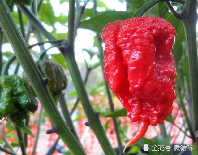 最新吃辣椒攻略，一步步带你领略辣椒美食的魅力